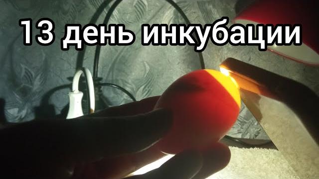Живой зародыш в яйце или мёртвый. Как определить. 13 день инкубации. Инкубатор из коробки Живой зародыш в яйце или мёртвый. Как определить. 13 день инкубации. Инкубатор из коробки