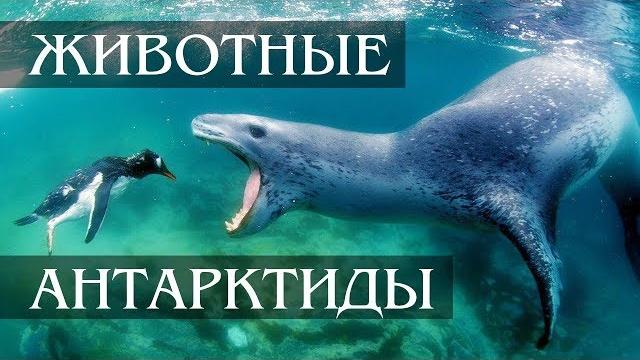 Интересные факты о животных антарктиды Интересные факты о животных антарктиды
