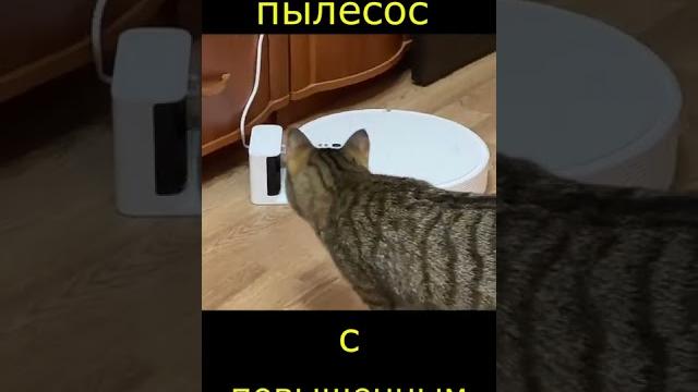 Робот пылесос с повышенным чувством юмора Робот пылесос с повышенным чувством юмора