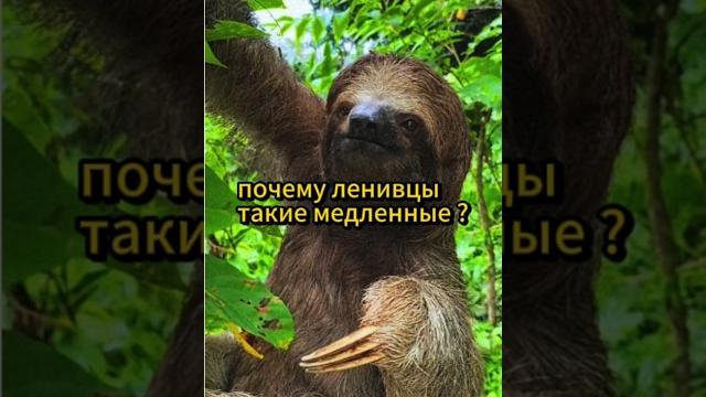 Почему ленивцы такие медленные?#ленивцы #интересно #интересноузнать #авызнали #авызналиэто Почему ленивцы такие медленные?#ленивцы #интересно #интересноузнать #авызнали #авызналиэто