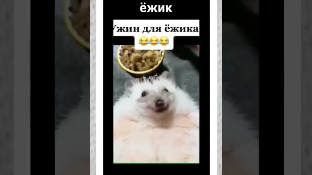 ёжик ёжики" "рекомендации" ёжик кушает ёжик ёжики" "рекомендации" ёжик кушает