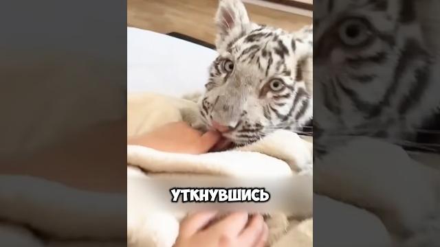 Самый добрый тигренок в мире #животные #милыеживотные Самый добрый тигренок в мире #животные #милыеживотные