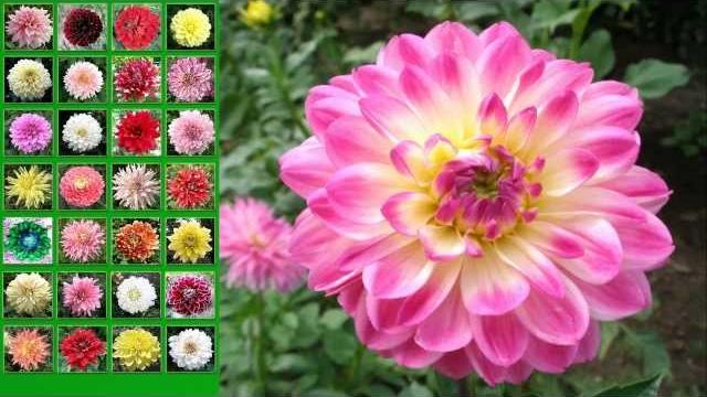 Full HD Video Георгины http://vevgarden.com Full HD Video Георгины http://vevgarden.com