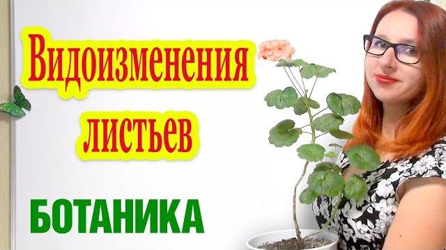 Видоизменения листьев Видоизменения листьев