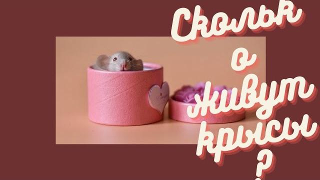 Сколько живут крысы? 5 лет?!?! Сколько живут крысы? 5 лет?!?!
