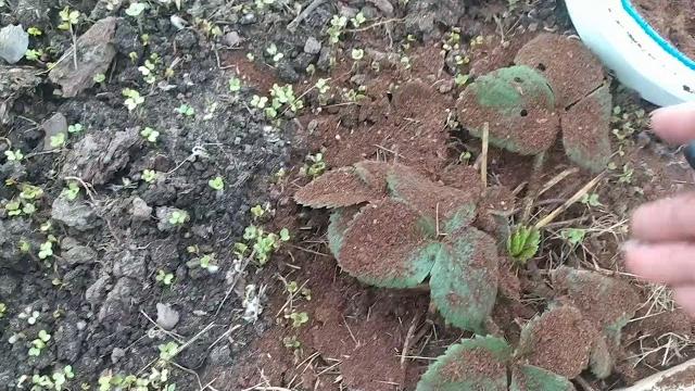 Чудо средство для клубники. Чудо средство для клубники.