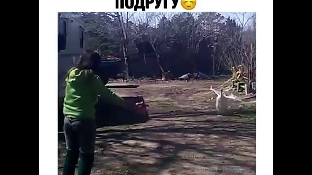 День обнимашек с гусем День обнимашек с гусем