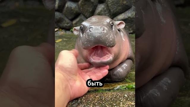 Самые Смертельные Хищники Африки #животные Самые Смертельные Хищники Африки #животные