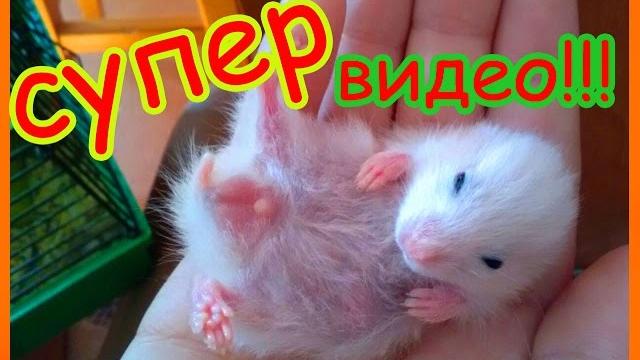 Супер видео про хомяков!!! Супер видео про хомяков!!!