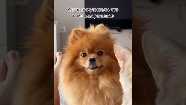 У кого также ? #funny #собака #милота #шпиц #pets #прикольныекоты #животные #веселыекоты #собаки У кого также ? #funny #собака #милота #шпиц #pets #прикольныекоты #животные #веселыекоты #собаки