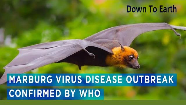 Marburg Virus disease outbreak declared by WHO Marburg Virus disease outbreak declared by WHO