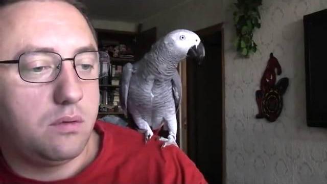 Говорящий попугай Григорий Говорящий попугай Григорий