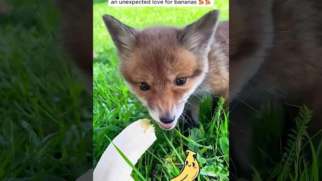 This woman found a helpless baby fox in her garden and then ... #fox #wildanimals #cuteanimals This woman found a helpless baby fox in her garden and then ... #fox #wildanimals #cuteanimals
