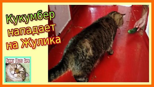 Кот и ОГУРЕЦ. Кот Жулик против огурца. Кот и ОГУРЕЦ. Кот Жулик против огурца.