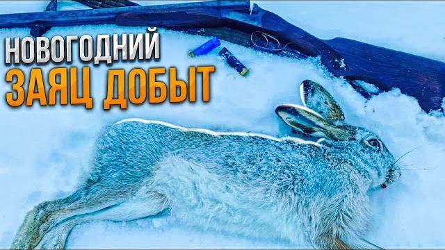 Ушастый лежал в пару метрах от меня и наблюдал за мной. Новогодний заяц добыт. Охота на зайца 2022 Ушастый лежал в пару метрах от меня и наблюдал за мной. Новогодний заяц добыт. Охота на зайца 2022