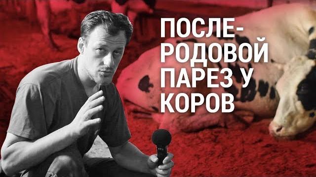 Послеродовой парез у коров Послеродовой парез у коров