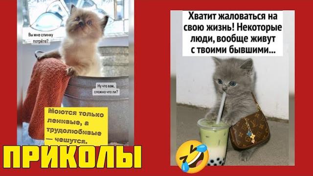 Моются только ленивые, а трудолюбивые - чешутся! смотри смешные картинки мемы котики приколы Моются только ленивые, а трудолюбивые - чешутся! смотри смешные картинки мемы котики приколы