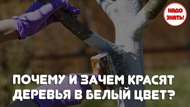 Почему и зачем красят деревья в белый цвет? Почему и зачем красят деревья в белый цвет?