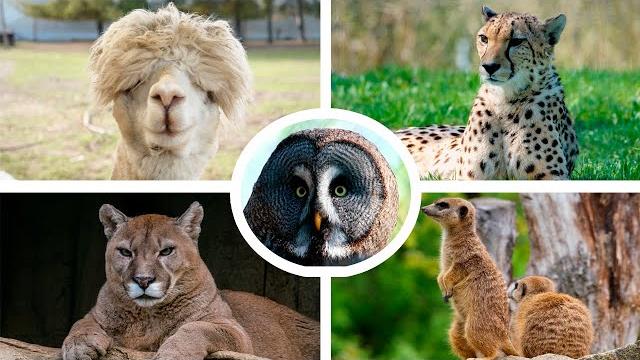 Сова и другие животные рассказывают о больших диких кошках / Смешной сборник видео про животных Сова и другие животные рассказывают о больших диких кошках / Смешной сборник видео про животных