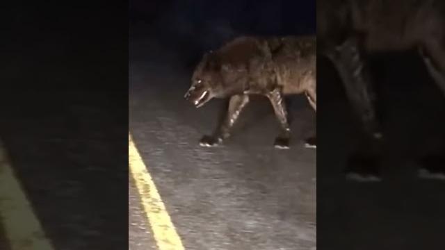 Huge wolf was spotted in Kazakhstan Huge wolf was spotted in Kazakhstan