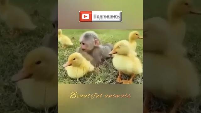 Обезьянка и утята Обезьянка и утята