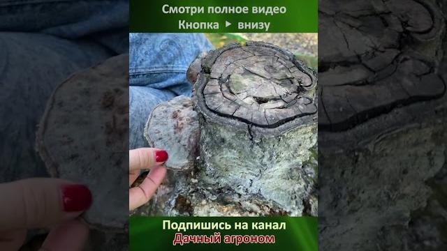 Не вишня а КОШМАР! Дачный агроном Не вишня а КОШМАР! Дачный агроном