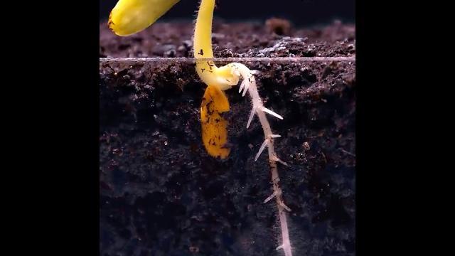 Root Growth Timelapse #Shorts Root Growth Timelapse #Shorts
