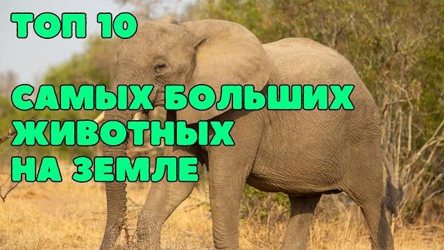 Самые Большие Животные В Мире. САМЫЕ БОЛЬШИЕ ЖИВОТНЫЕ. РАЗВИВАЮЩЕЕ ВИДЕО О ЖИВОТНЫХ ДЛЯ ДЕТЕЙ Самые Большие Животные В Мире. САМЫЕ БОЛЬШИЕ ЖИВОТНЫЕ. РАЗВИВАЮЩЕЕ ВИДЕО О ЖИВОТНЫХ ДЛЯ ДЕТЕЙ