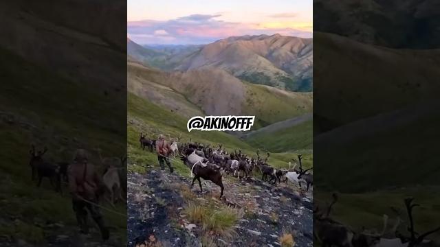 Красота Якутии #якутия #russia #хочуврек #красота #природа #олени #ягель #youtubeshorts #top Красота Якутии #якутия #russia #хочуврек #красота #природа #олени #ягель #youtubeshorts #top