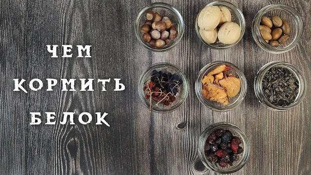 Чем кормить белок ️ в парке Чем кормить белок ️ в парке