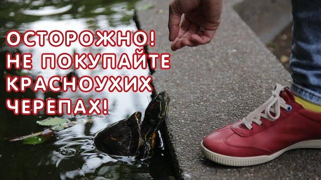 ОСТОРОЖНО! Не покупайте красноухих черепах! ОСТОРОЖНО! Не покупайте красноухих черепах!