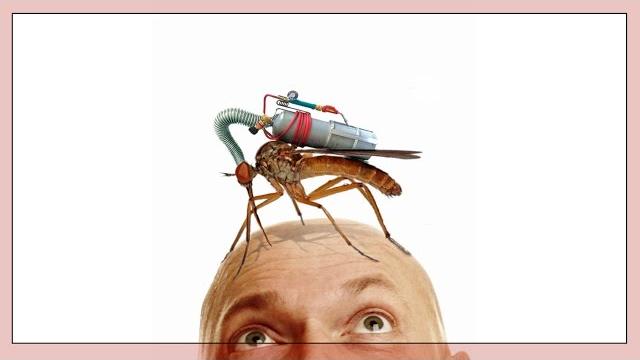 ЗАЧЕМ НУЖНЫ КОМАРЫ ЗАЧЕМ НУЖНЫ КОМАРЫ