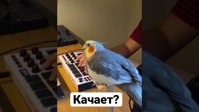 Попугай репер? #рек Попугай репер? #рек