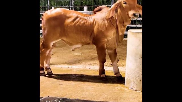 70 days old Red Brahman bull 70 days old Red Brahman bull