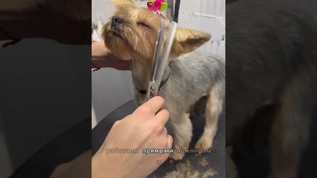 Стрижка мордочки Йорка с хвостиком и ушками мышонка #йорк #viral #pet #dog #animal #doglover Стрижка мордочки Йорка с хвостиком и ушками мышонка #йорк #viral #pet #dog #animal #doglover
