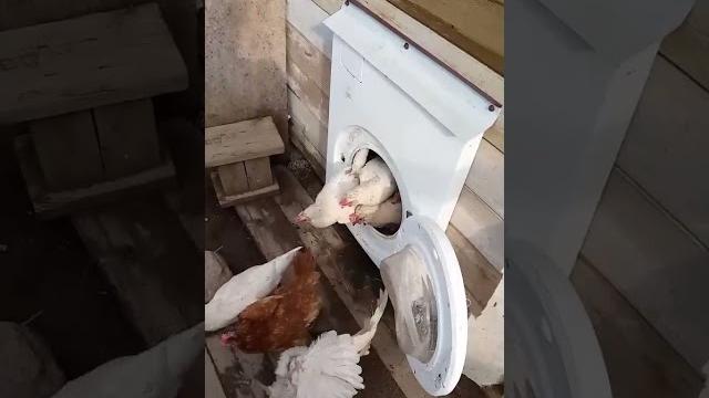 Прикольное видео про кур. Прикольное видео про кур.