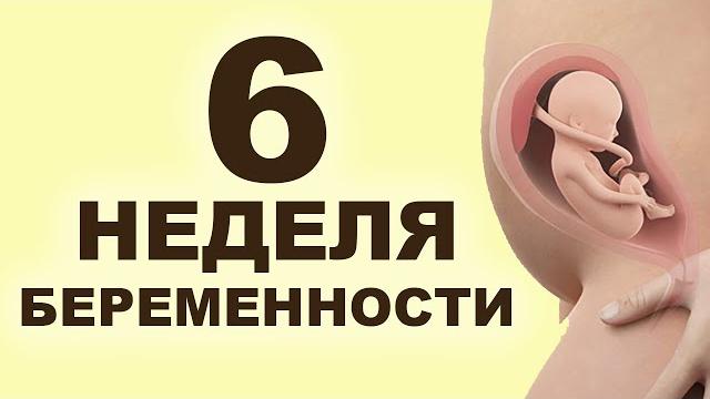Что происходит с мамой и ребёнком на 6 неделе беременности? 2 месяц беременности. Первый триместр. Что происходит с мамой и ребёнком на 6 неделе беременности? 2 месяц беременности. Первый триместр.