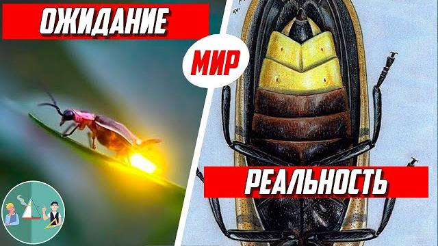 Почему светятся светлячки? Почему светятся светлячки?