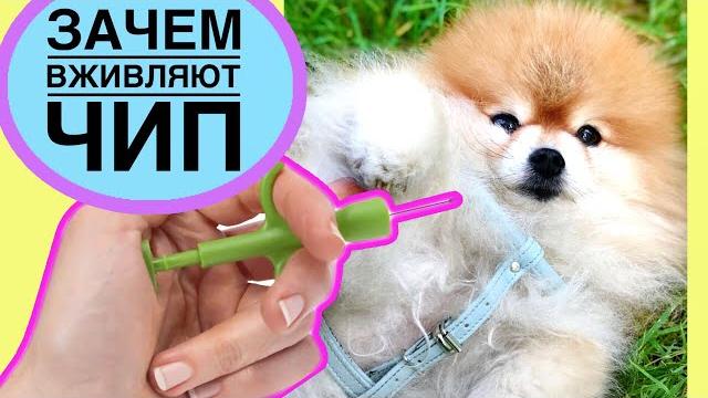 ЗАЧЕМ СОБАКАМ ВСТАВЛЯТЬ ЧИП? ЗАЧЕМ СОБАКАМ ВСТАВЛЯТЬ ЧИП?