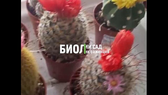 Кактусы с живыми и искусственными цветами Кактусы с живыми и искусственными цветами