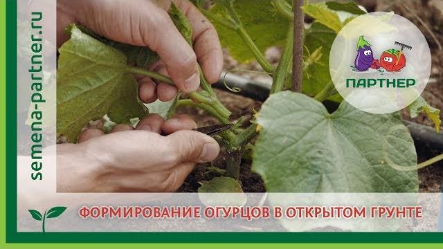 Формирование огурцов в открытом грунте Формирование огурцов в открытом грунте