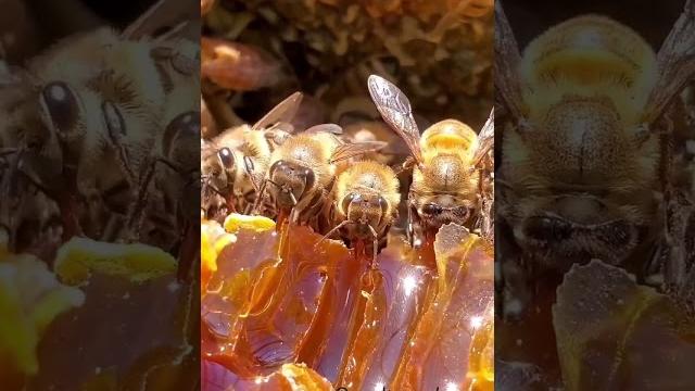 Как пчелы делают мед Как пчелы делают мед