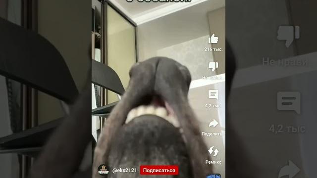ешкин кот блин блинский ешкин кот блин блинский