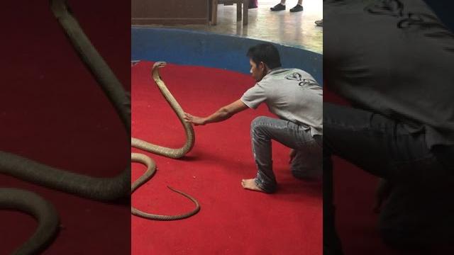 King cobra attack King cobra attack