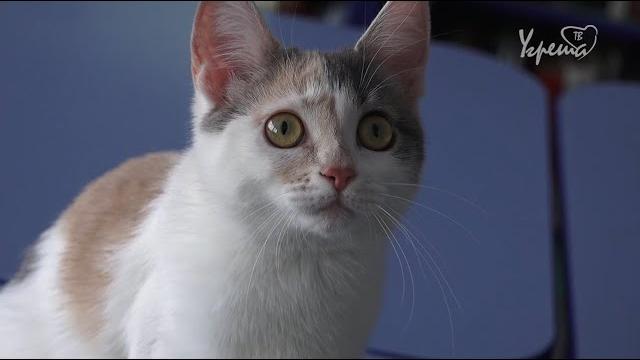 1 марта – День кошек 1 марта – День кошек