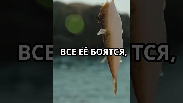 Выпуск рыбы-пузыря обратно в воду Выпуск рыбы-пузыря обратно в воду