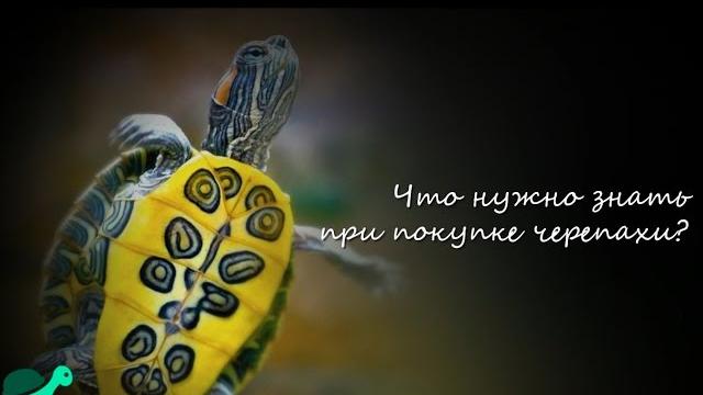 Что нужно знать при покупке черепахи? Что нужно знать при покупке черепахи?
