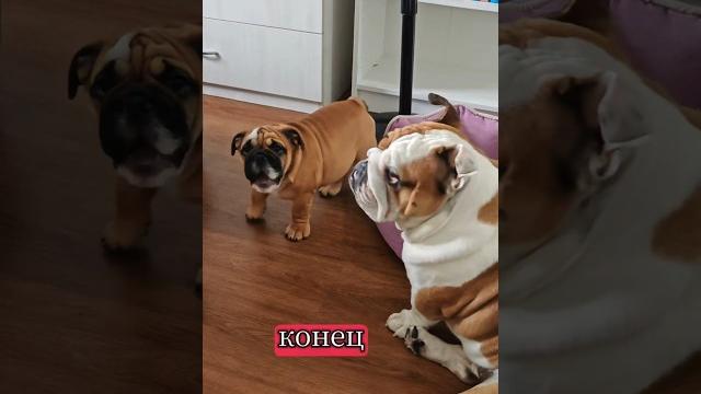 где деньги Тучка и Помидор? #собака #суперсобака #собаки #смешновидео #животные #юмор #шуточное где деньги Тучка и Помидор? #собака #суперсобака #собаки #смешновидео #животные #юмор #шуточное