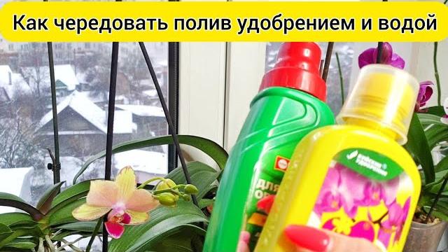 КОГДА ПОЛИВАТЬ орхидеи удобрениями и водой КОГДА ПОЛИВАТЬ орхидеи удобрениями и водой