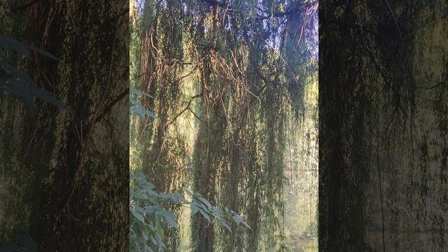 #Ива у #Озера - Китаевские #Пруды в Киеве. Красота Природы Украины #Nature Beauty Shorts Videos #Ива у #Озера - Китаевские #Пруды в Киеве. Красота Природы Украины #Nature Beauty Shorts Videos